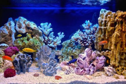 aquariums