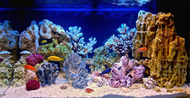 aquariums