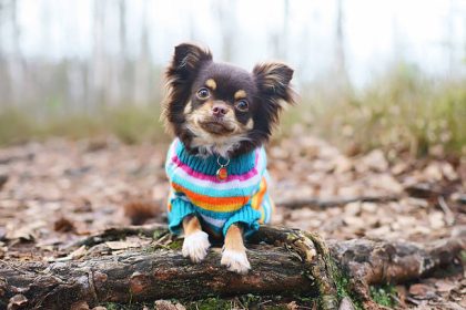 pet apparel