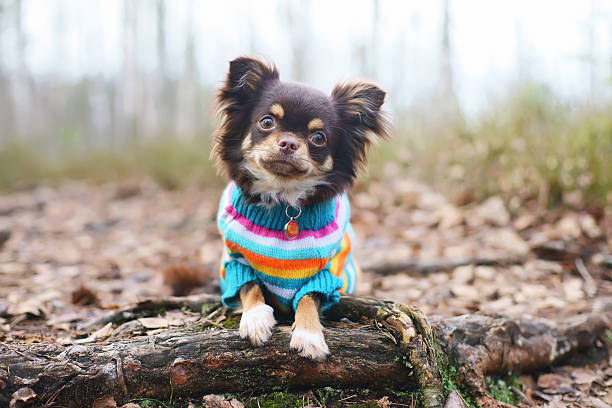 pet apparel
